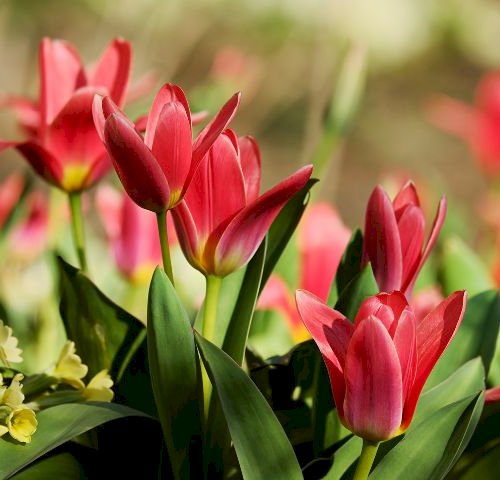 Vi elsker tulipaner!
